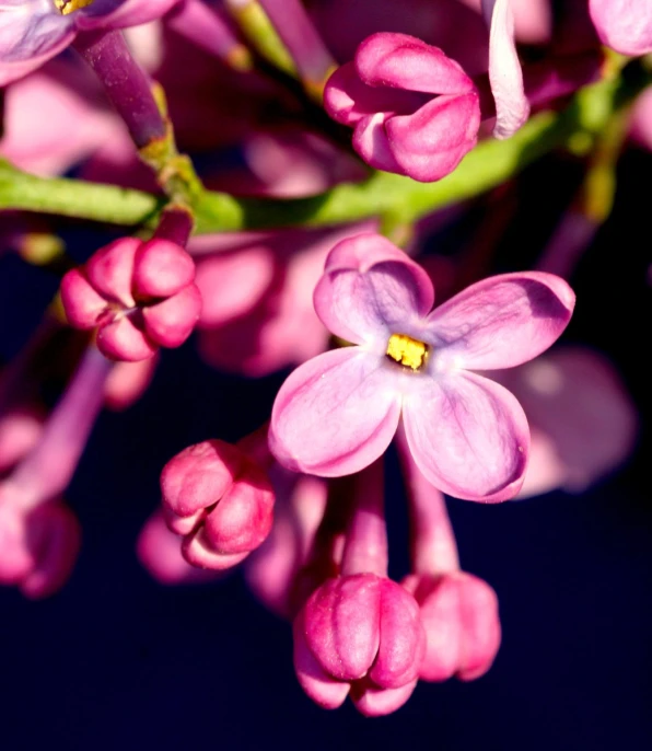 a purple flower that is growing in a pot