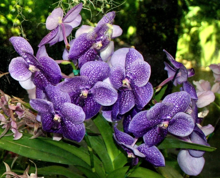 several purple flowers blooming on the stem of plants