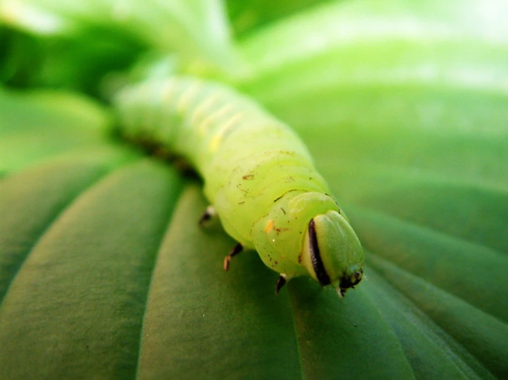 a caterpillar crawling on a green leaf