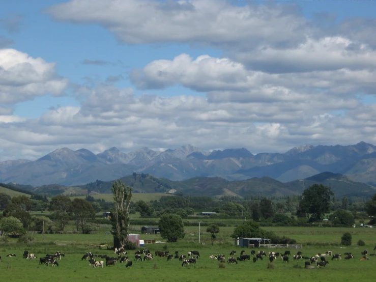 a bunch of cows standing and grazing in a grassy field