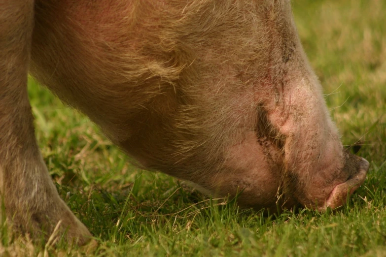 a boar is seen standing on grass with its nose sticking into the ground