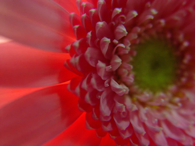 an image of the inside of a flower