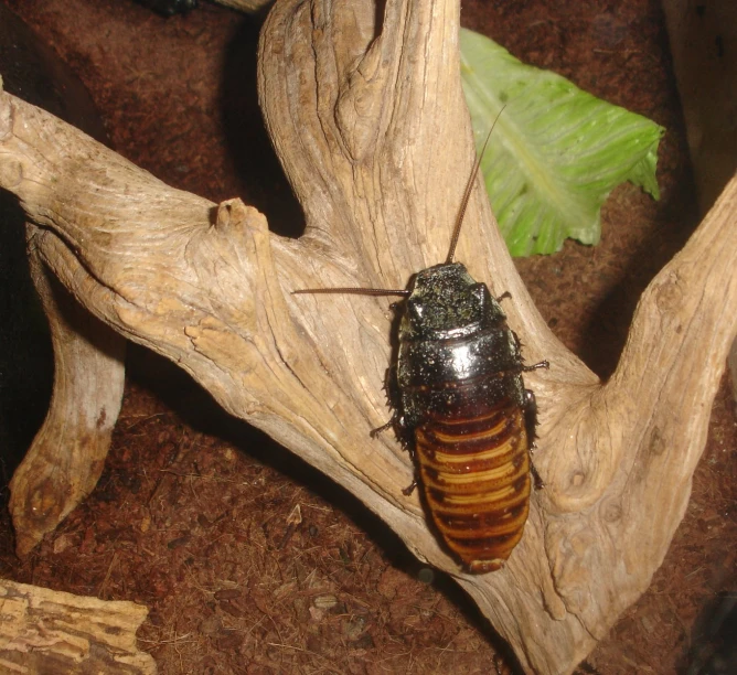 an insect on the nch of a tree with a green leaf