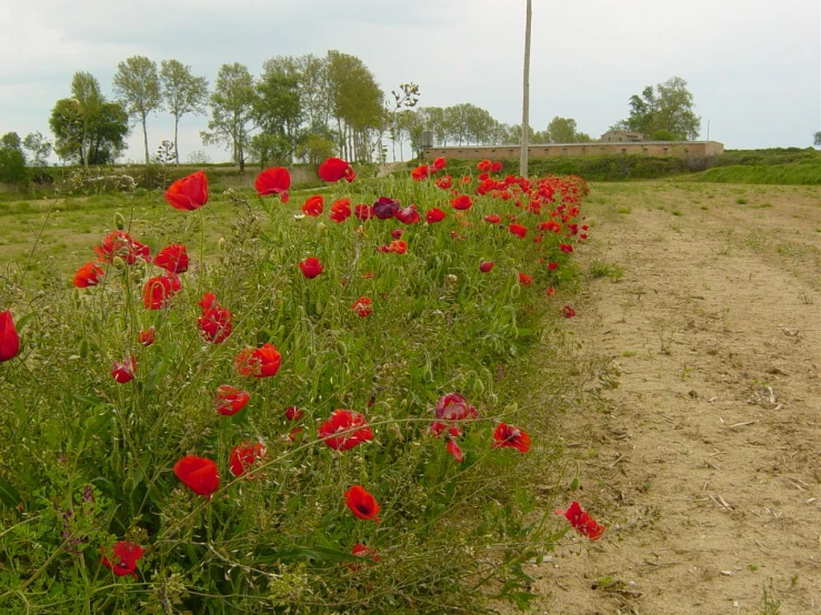 a field full of bright red flowers next to a dirt road