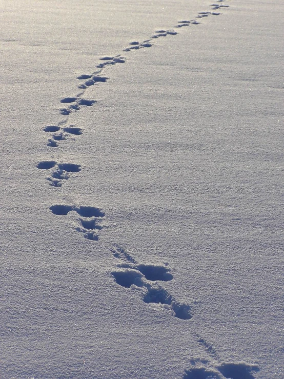 the footprints of some animal are in the snow