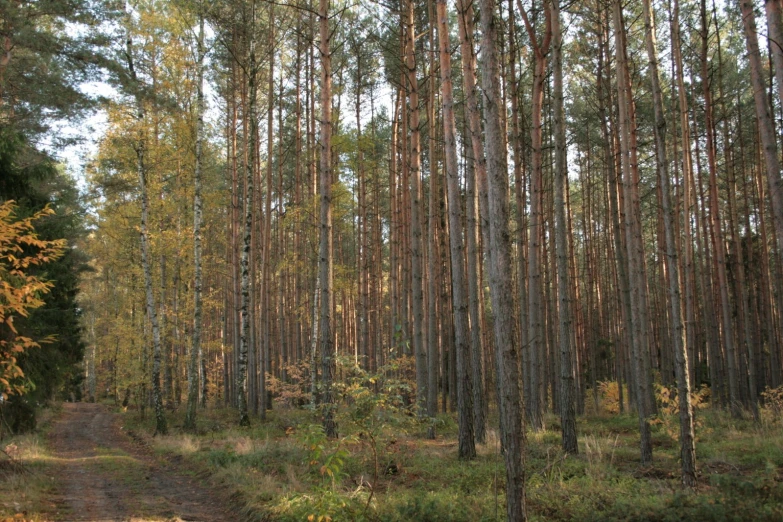 a dirt road through a dense woods with lots of trees