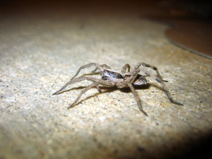 a big spider crawling in the dirt on the ground