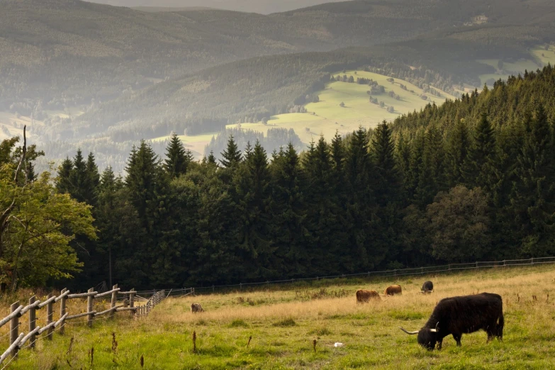 a black cow standing in a grassy field