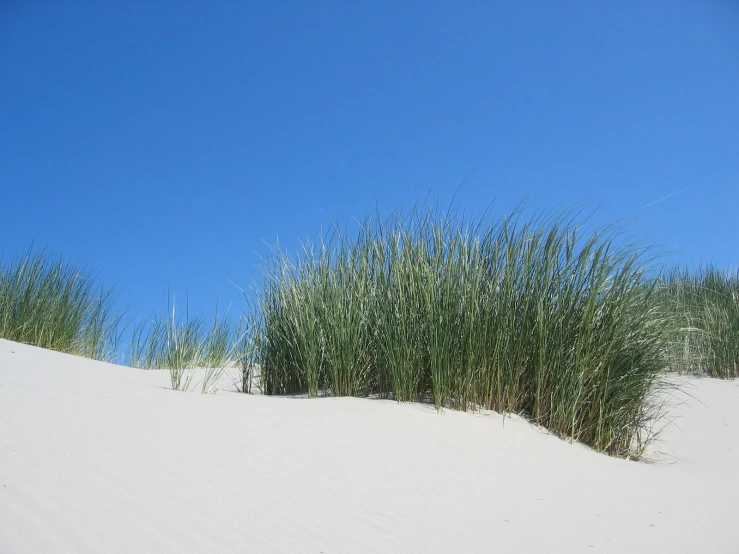 a beach with grass growing on it next to a tall grassy hill