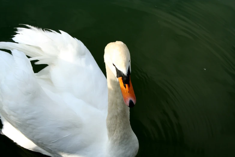an adult white swan with an orange beak in the water