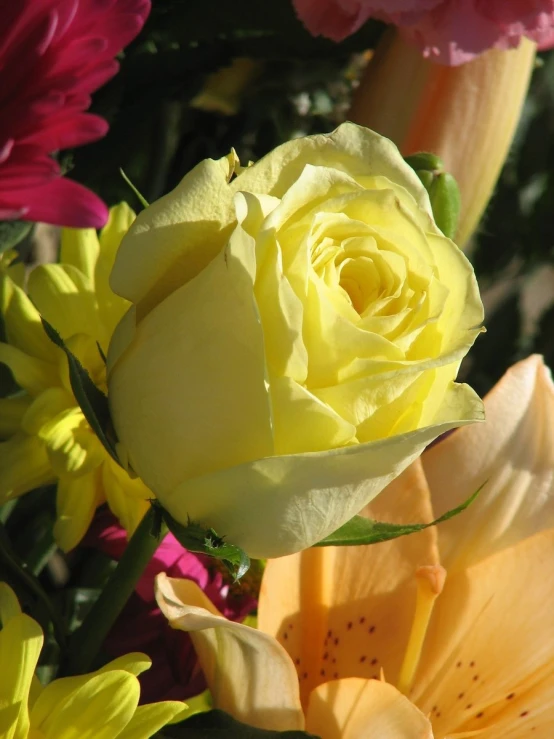 a close up of some colorful flowers with lots of buds