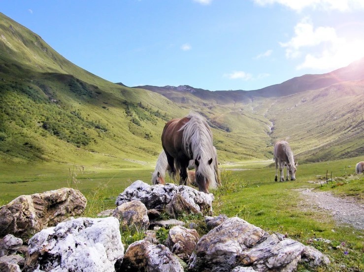 horses grazing in an open field with mountains in the background