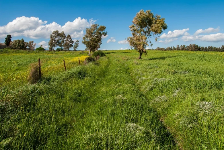 trees are seen near the green grass field