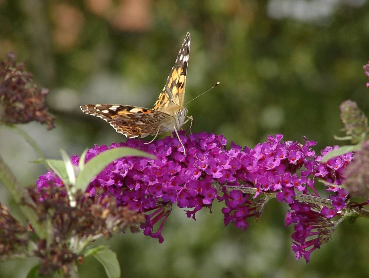 a small erfly perched on a bunch of purple flowers