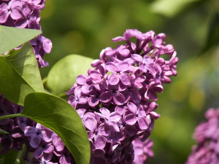 lilacs in full bloom are growing on the bush