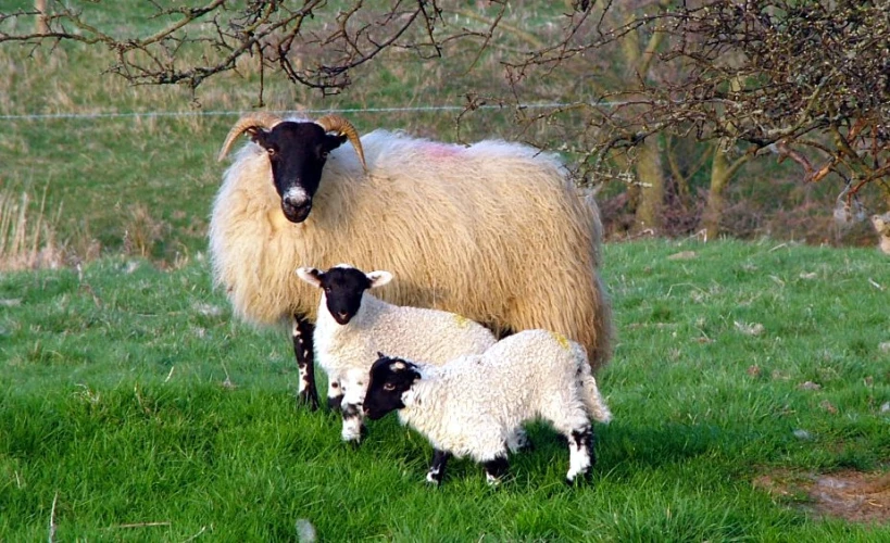two sheep standing next to each other in a field