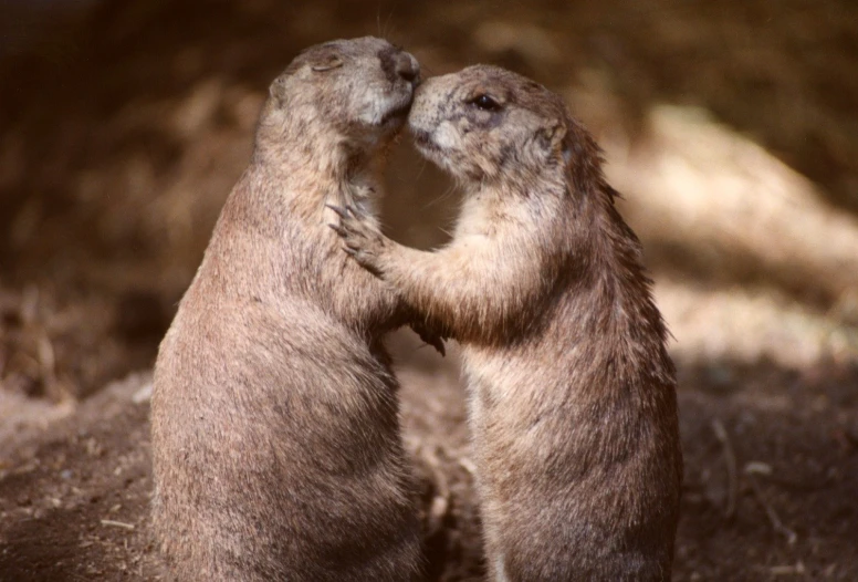 two large animals standing up and making faces