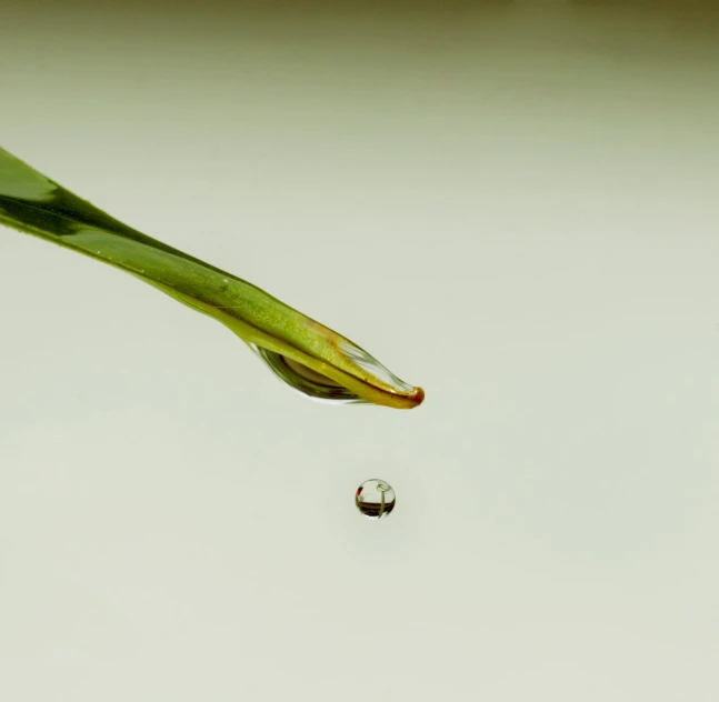 a drop of water from a green plant