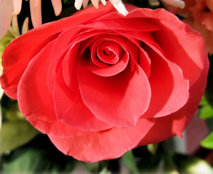 a single red rose is blooming in a vase