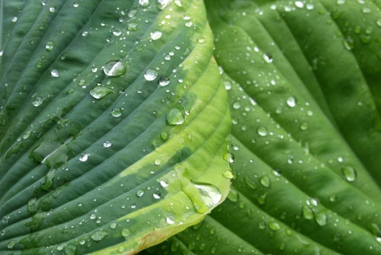 the green leaves with water drops are on the ground