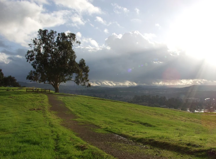 a tree on a hillside with green grass