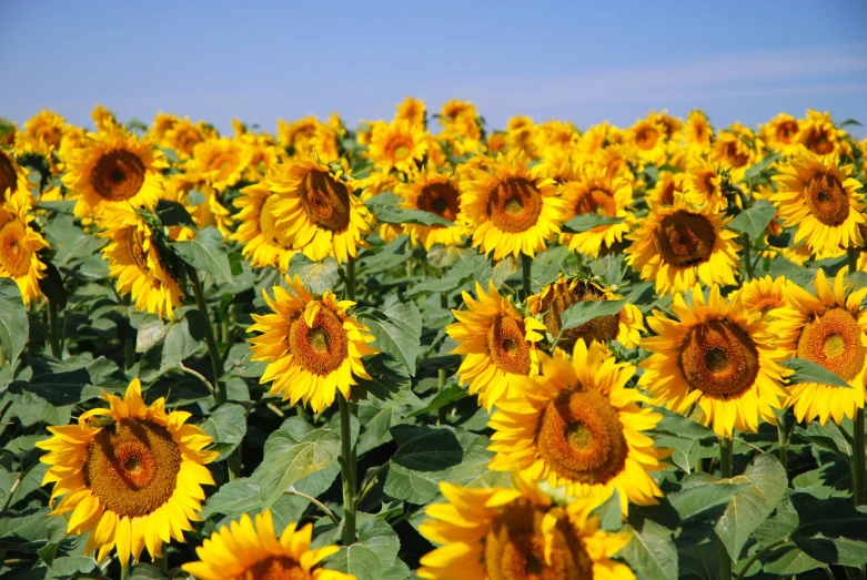 a field of blooming sunflowers in the middle of spring