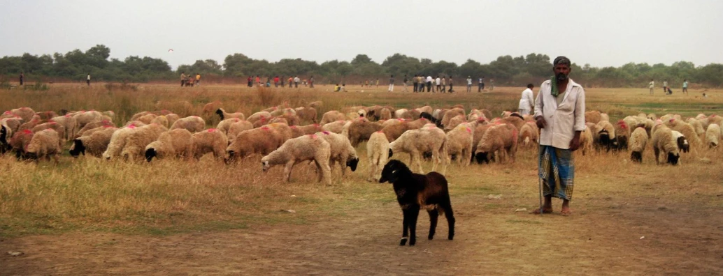 a person that is standing near a herd of sheep