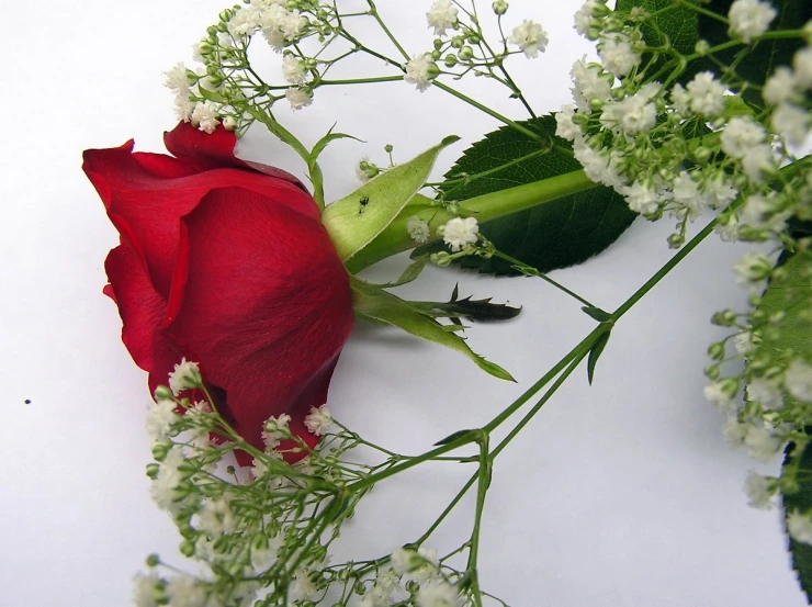 the rose is on the ground next to some flowers