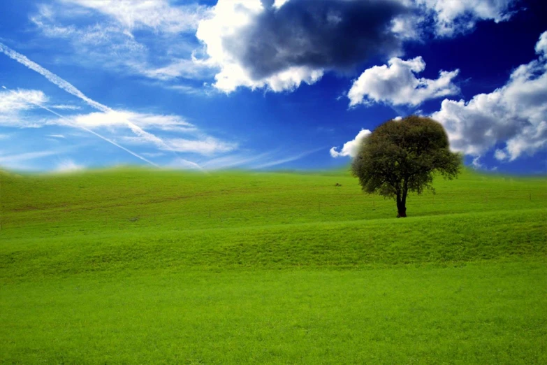 the lone tree in the green meadow under the clouds