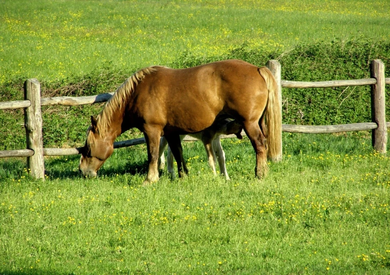 a horse eating grass beside a fence in a field