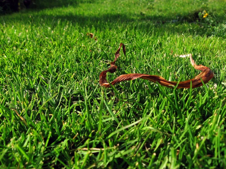 a green lawn with a red, curled snake