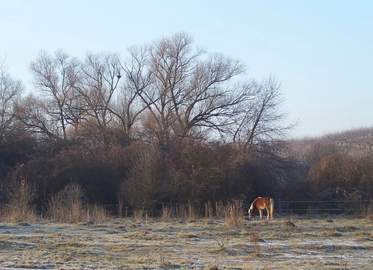 the horse is standing behind a wire fence near some trees