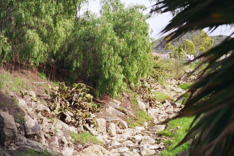 the river is flowing through a forested area