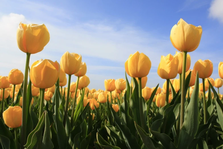 a field of yellow flowers and sky in the background