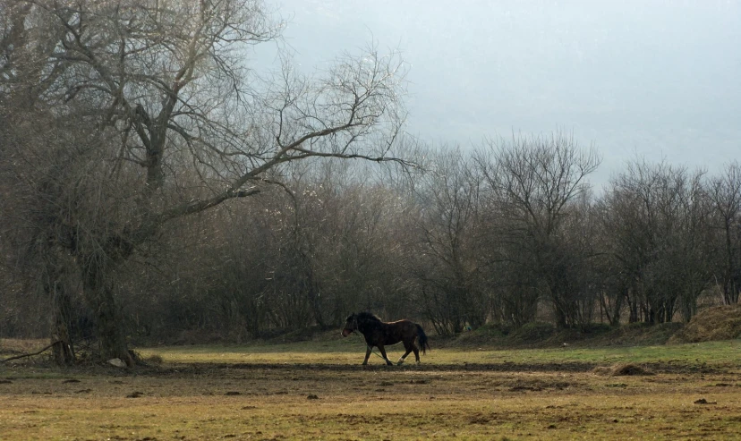 a large black horse walking around an open field