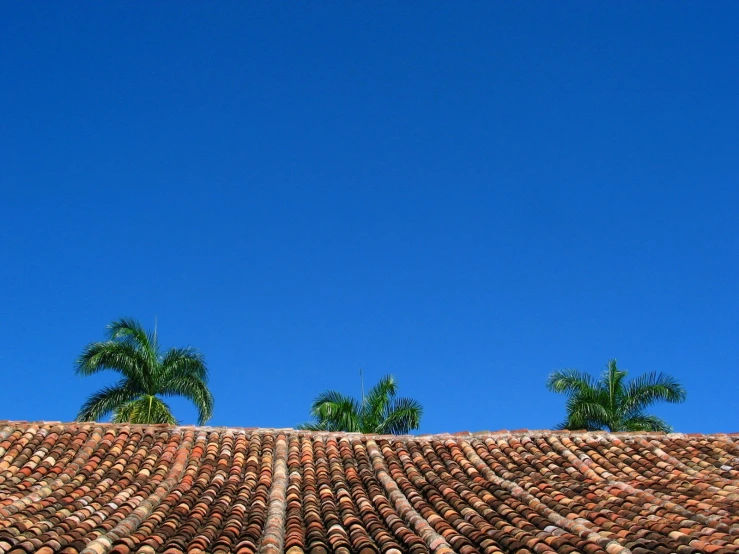 the tops of red tiled roofing with palm trees and blue sky