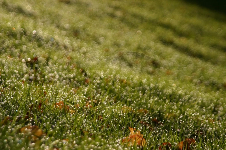 a close up image of grass covered with water droplets