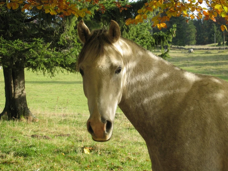 a horse in a field with trees and grass