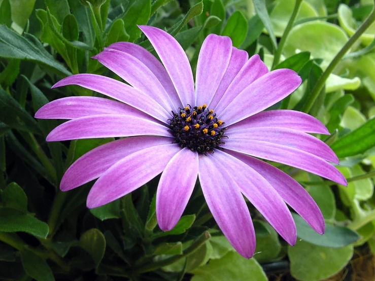 an image of the flower that looks like it is in bloom