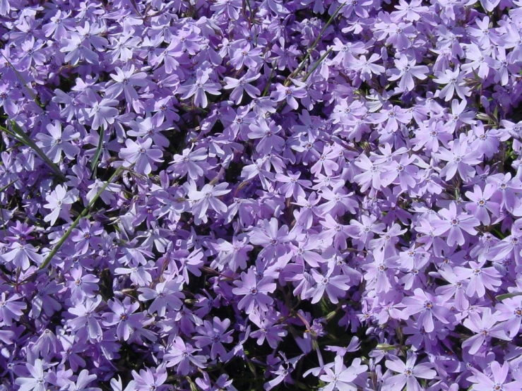 purple flowers are in bloom in this picture