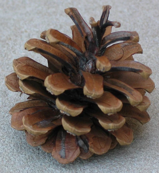 the top half of a pine cone sitting on the floor