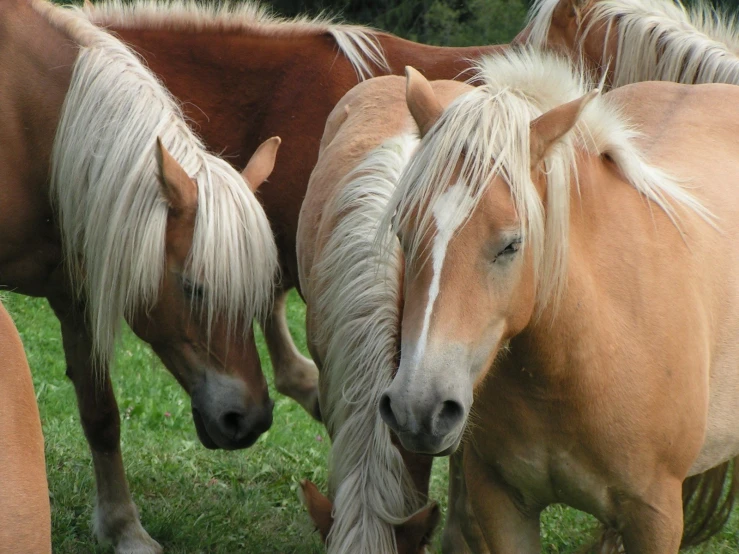 a herd of horses grazing on green grass