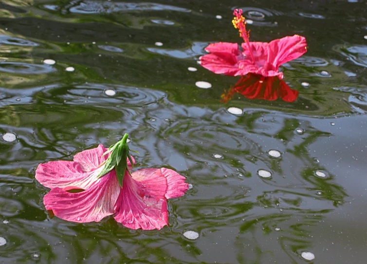 two pink flowers floating on top of a body of water