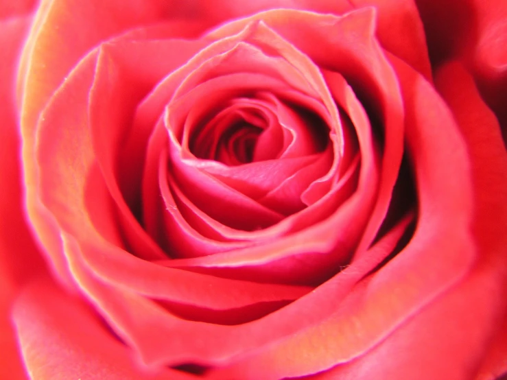 close up of the center of a red rose