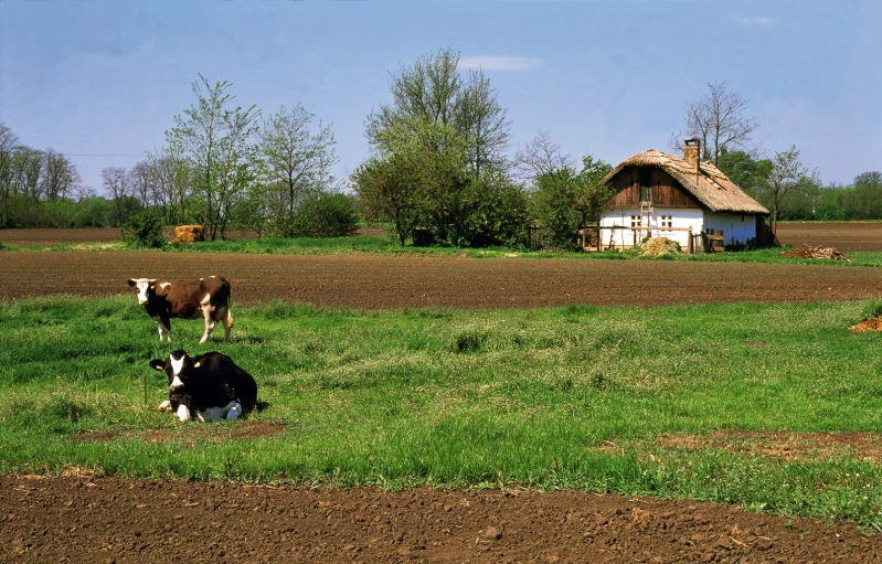 cows grazing in a grassy field near an old farm house