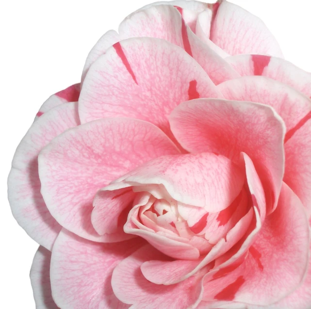close up image of a pink rose on white background
