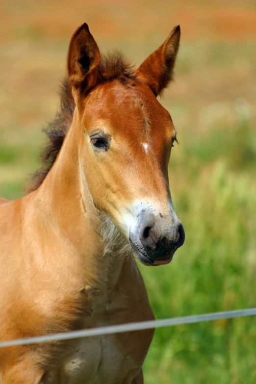 an orange horse standing in the grass behind a fence