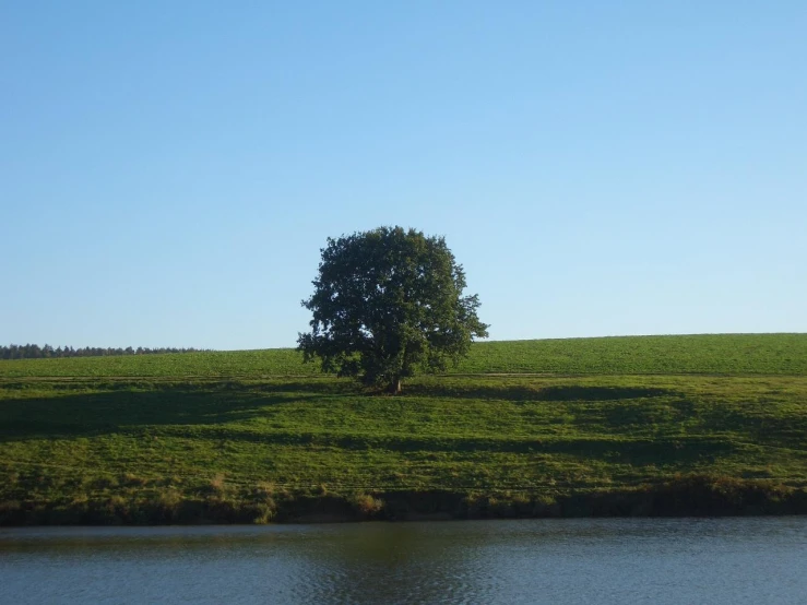 a lone tree sits alone on the green hillside