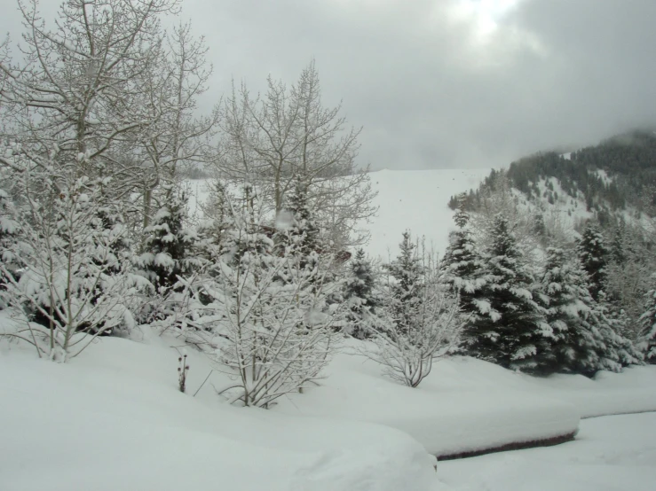 a view of snow, trees and a cloudy sky