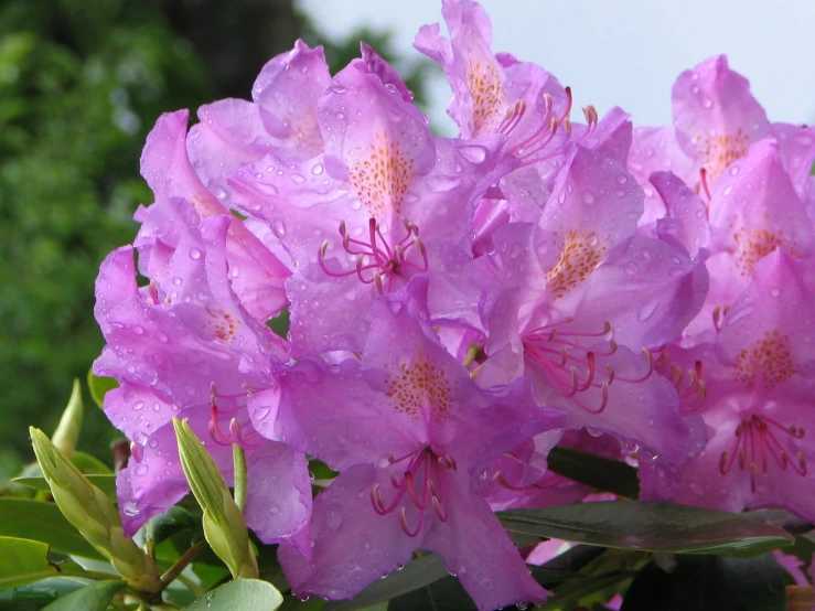 beautiful flowers with rain drops all over them